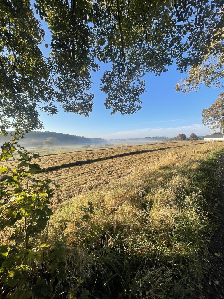 Mark med grene i forgrund